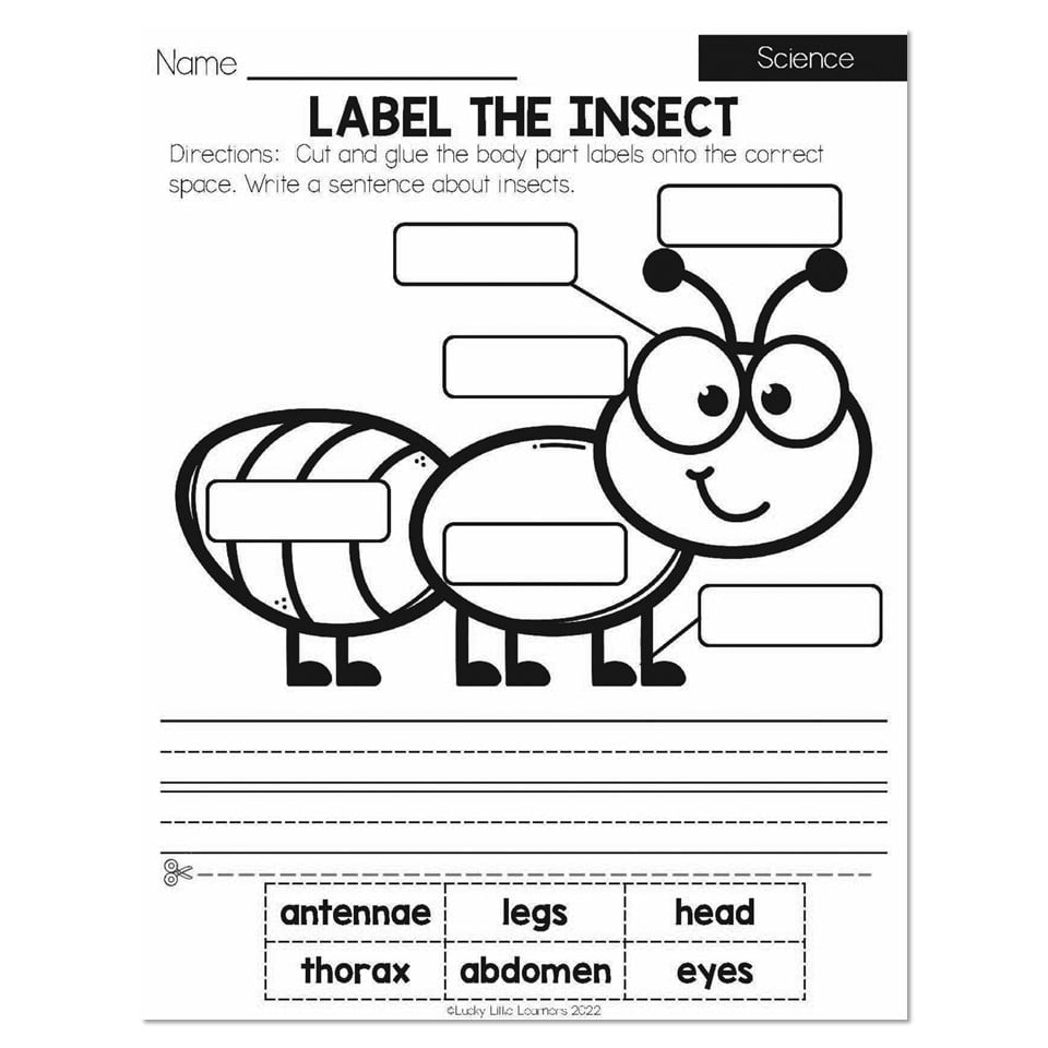 1st Grade Science Worksheets Edform Worksheets Library