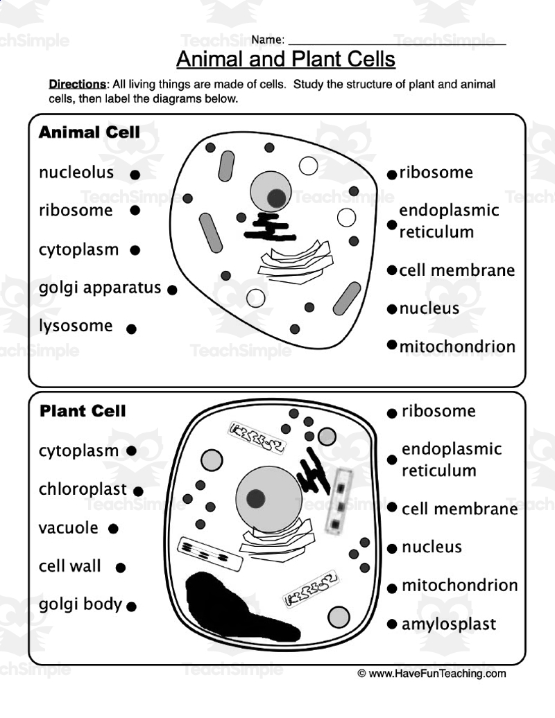 animal and plant cell worksheets printable