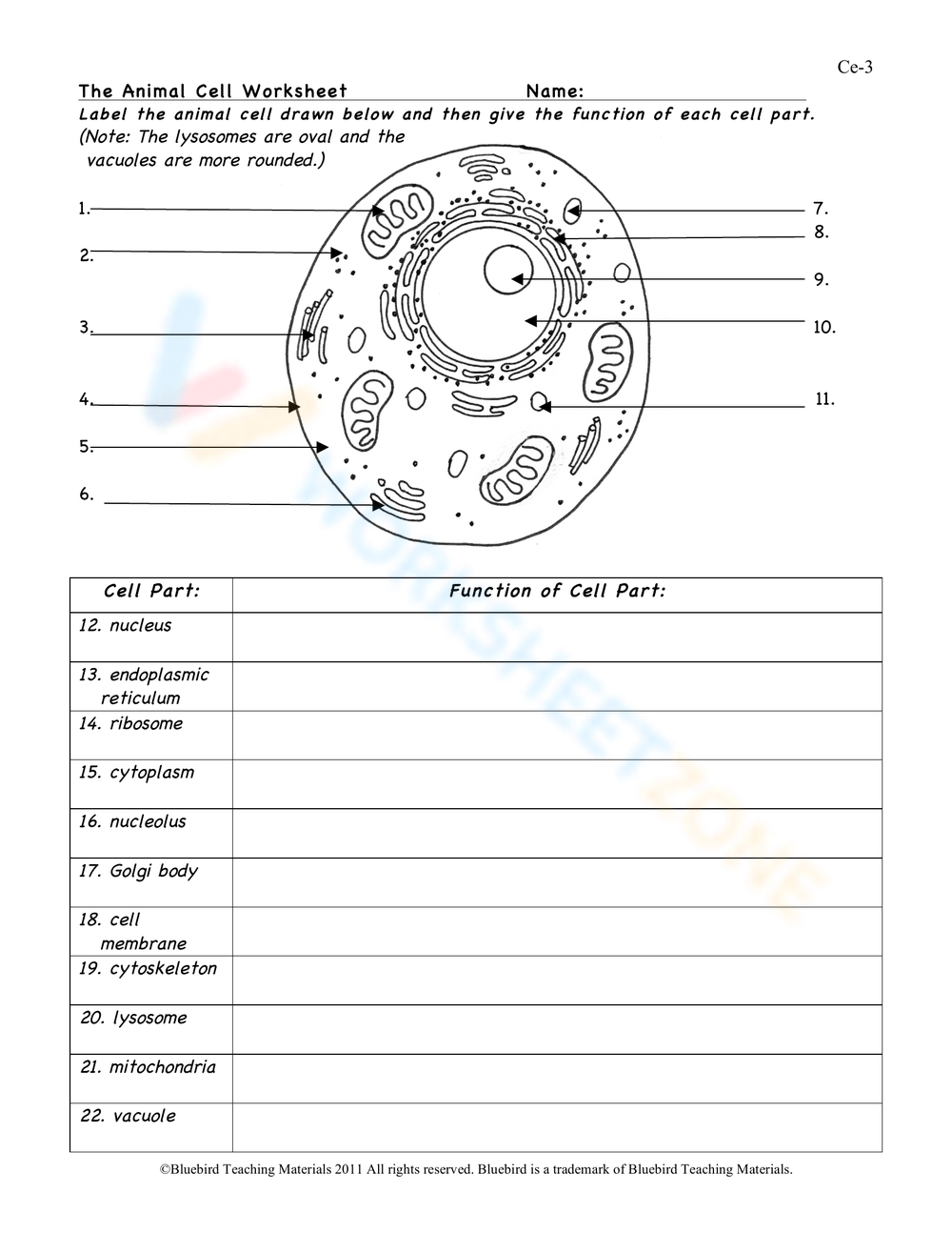 Animal Cell Worksheets Printable