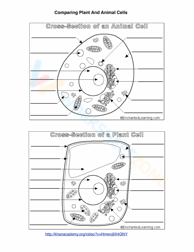 Animal Cell Worksheets Printable