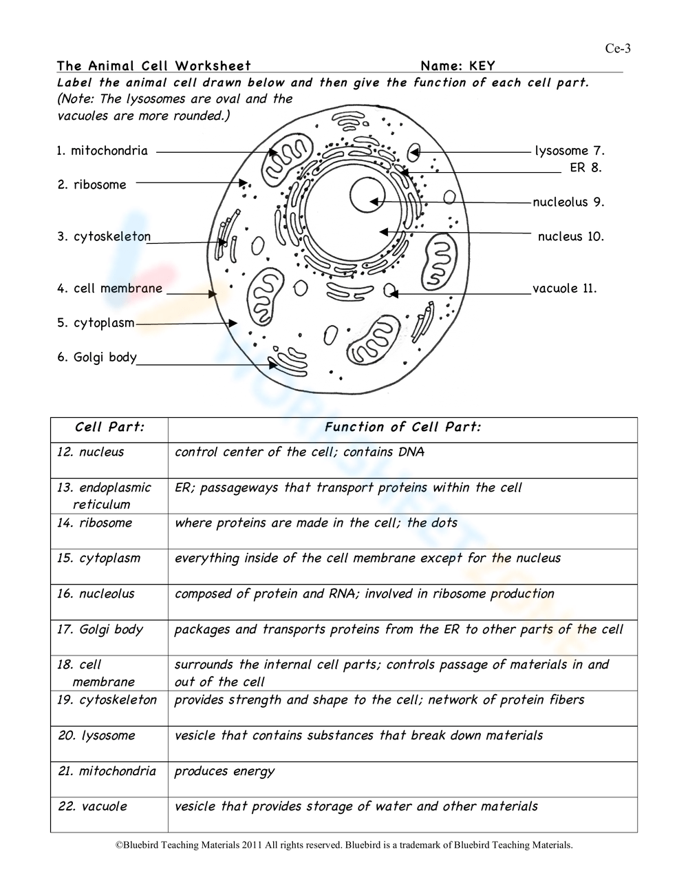 Animal Cell Worksheets Printable