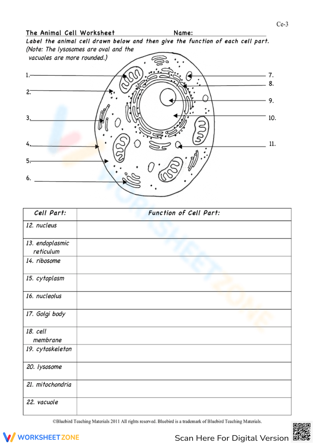 Animal Cell Worksheets Printable