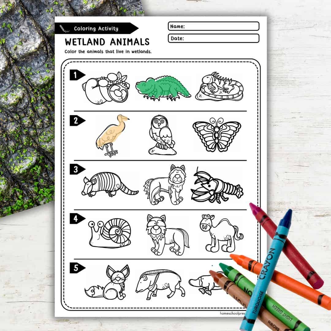 Animal Habitat Preschool Printables For Fun Learning Activities
