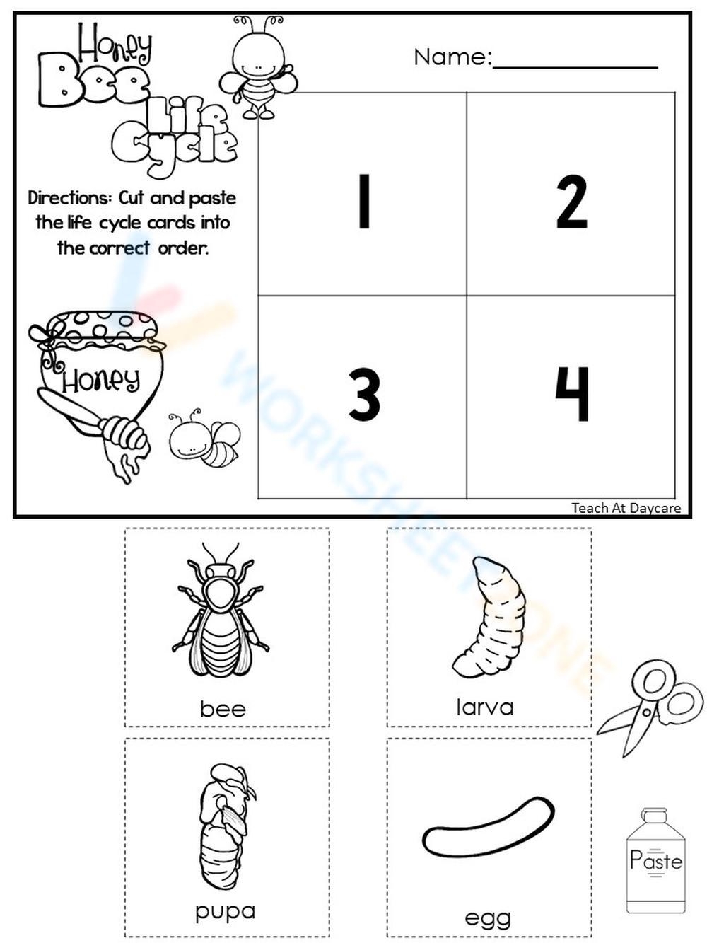 Bee Life Cycle Worksheets Printable