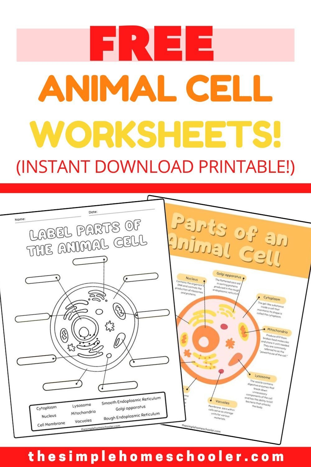 Best Free Animal Cell Worksheets With Answers Easy Print The Simple Homeschooler
