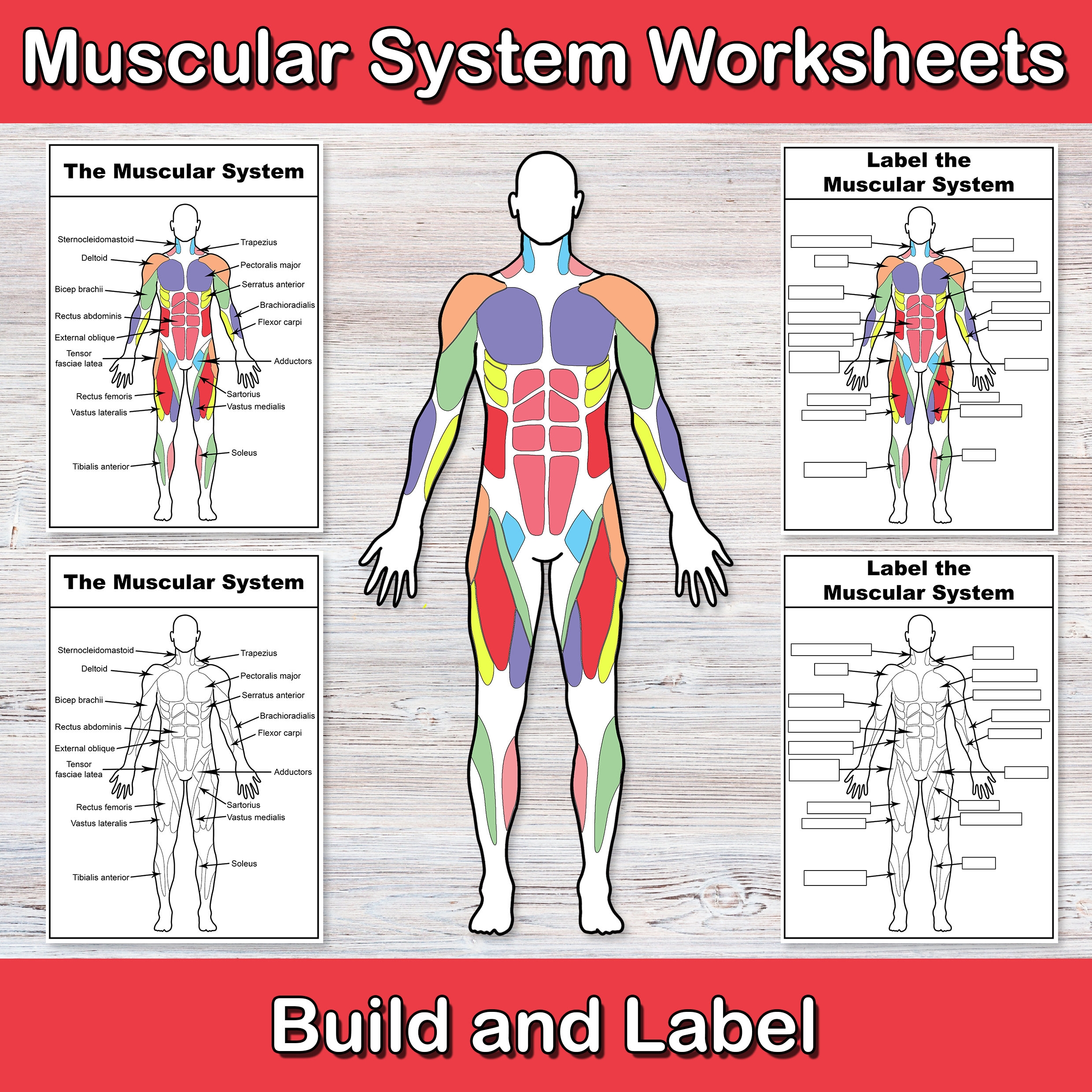 Build And Label The Muscular System Anatomy Worksheets Muscle Activities Human Body Biology For Middle School High School My Body Etsy