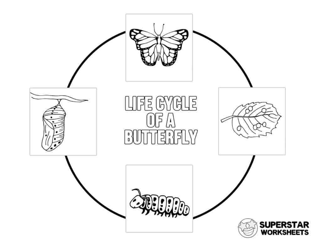 free printable butterfly worksheets for second grade