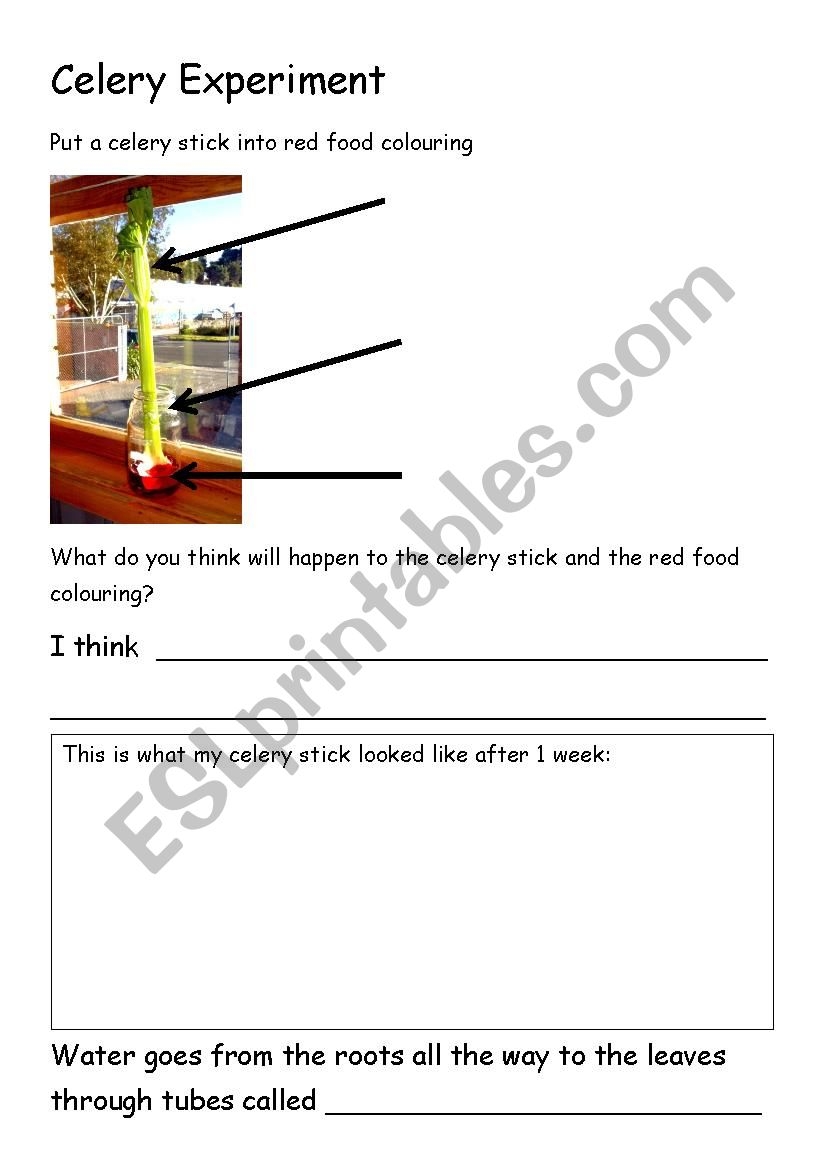 Celery Experiment Worksheet ESL Worksheet By Kelleych