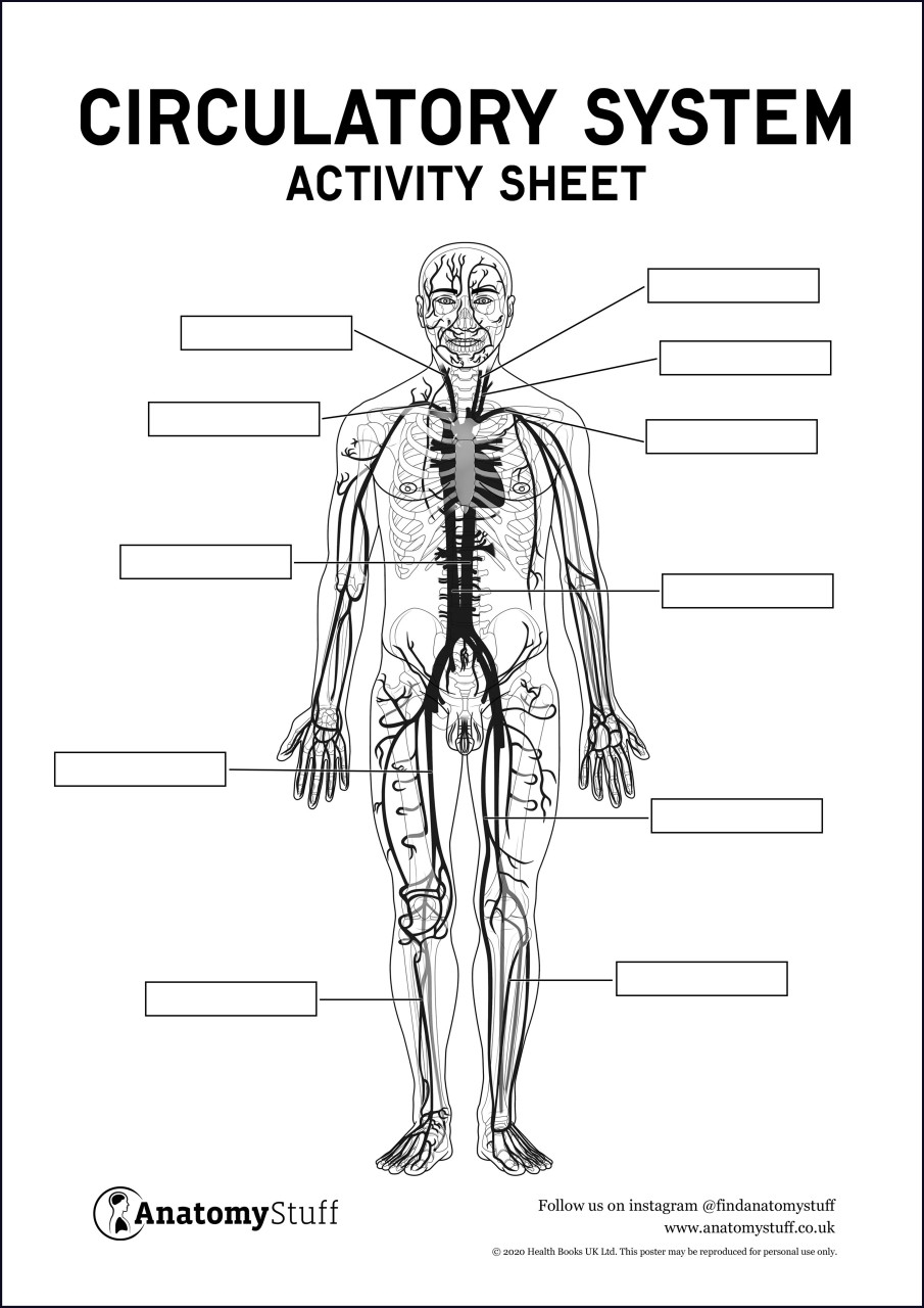 circulatory system printable worksheets