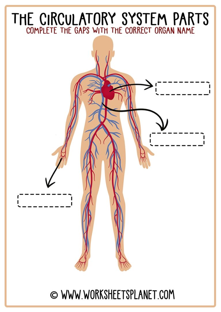 Circulatory System For Kids Diagram Theory Vocabulary