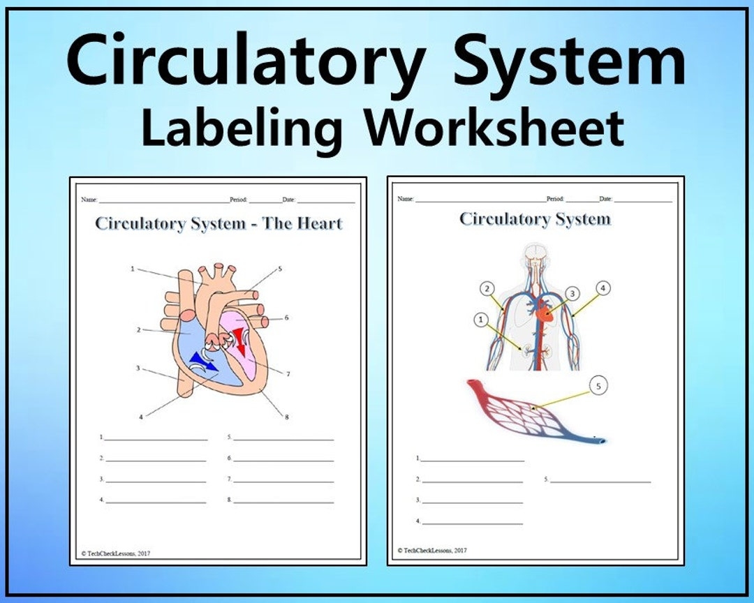 Circulatory System Labeling Worksheet Science Editable DIGITAL DOWNLOAD Etsy