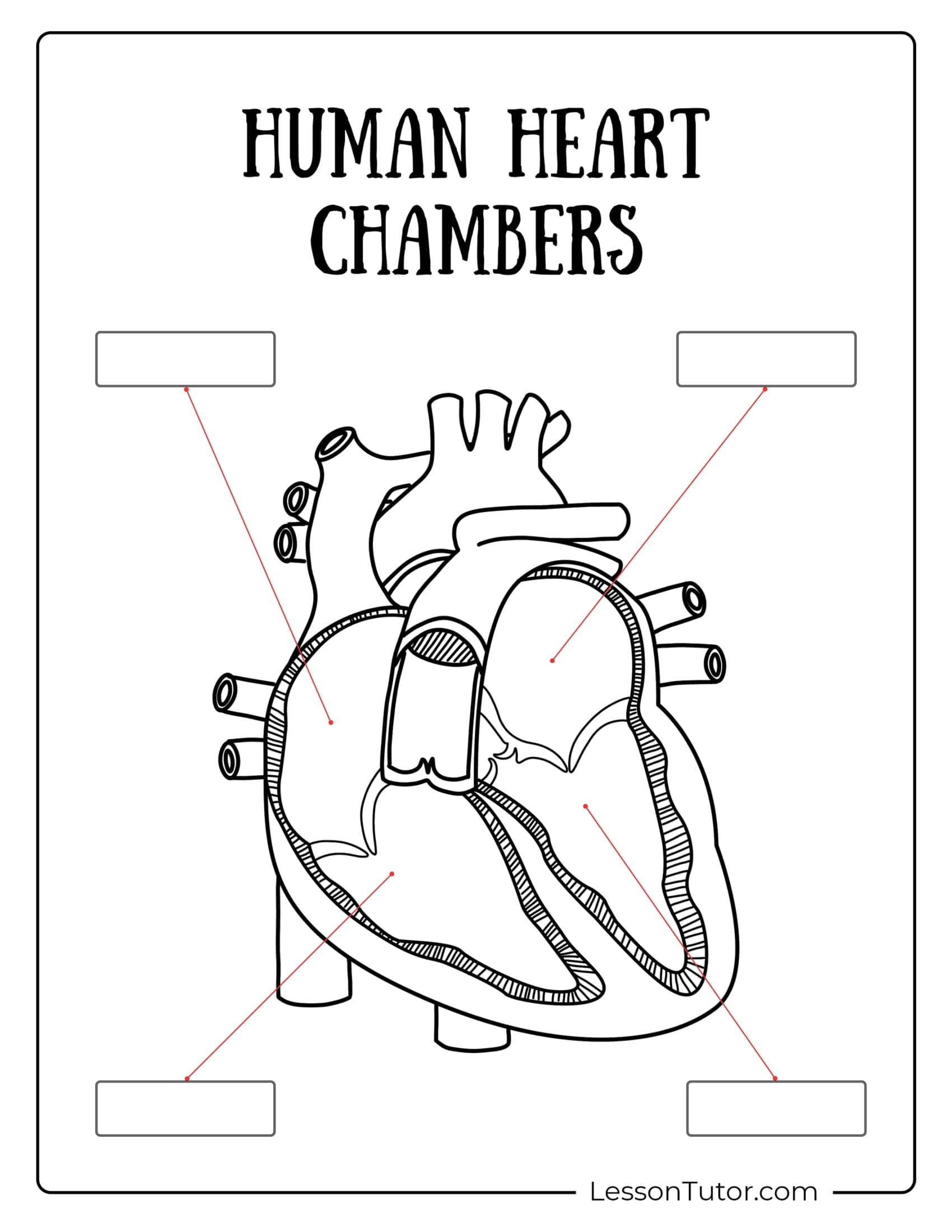 Circulatory Worksheets Free Coloring Pages PDF Printables And Worksheets Lesson Tutor