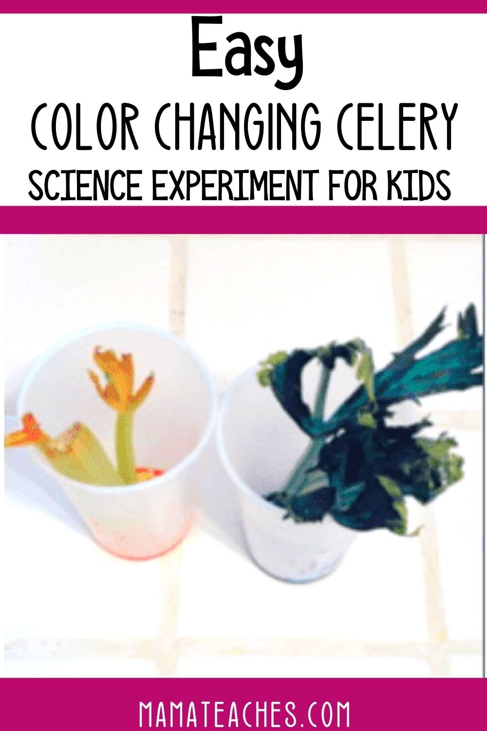 celery experiment printable worksheet