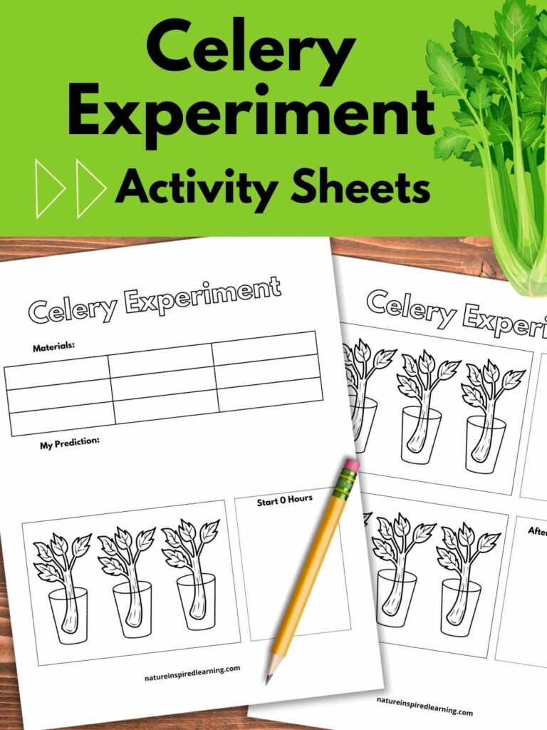 Easy Celery Coloring Experiment Nature Inspired Learning