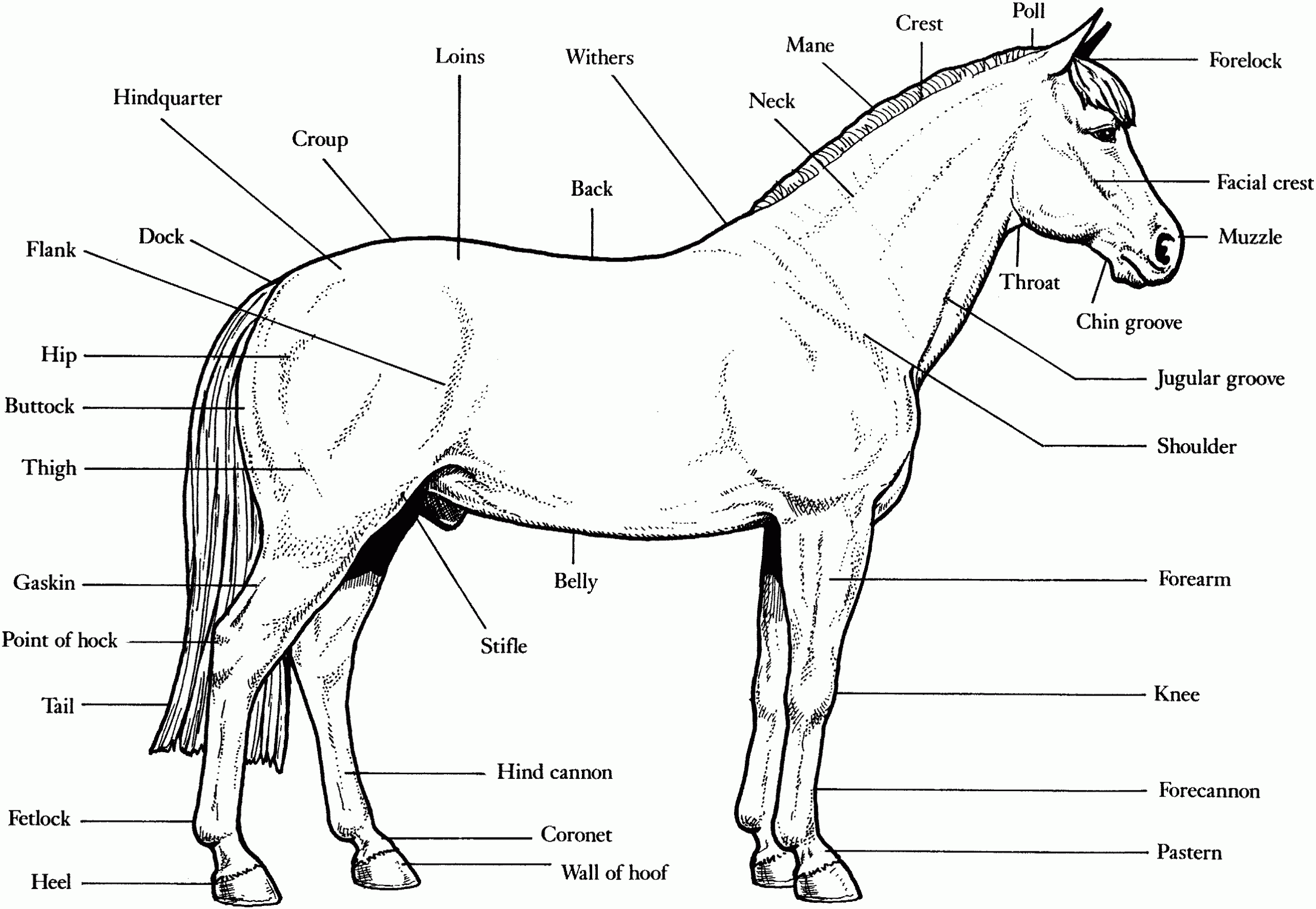 Free Horse Unit Study Resources Horse Anatomy Horses Worksheets Library