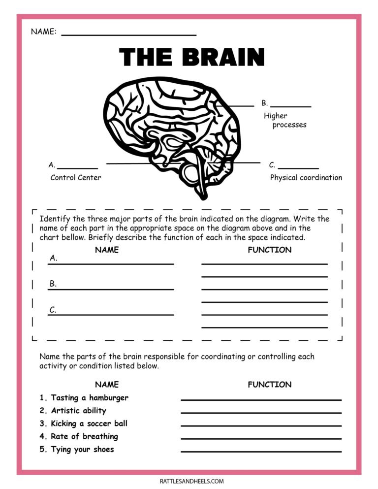 Free Science Worksheets The Nervous System