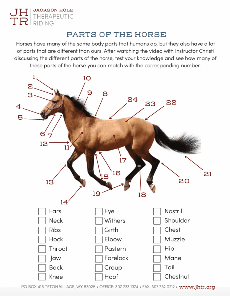 Horse Body Parts Jackson Hole Therapeutic Riding Worksheets Library