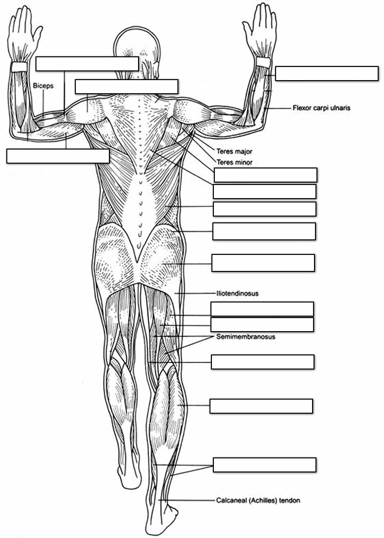 printable muscle labeling worksheet