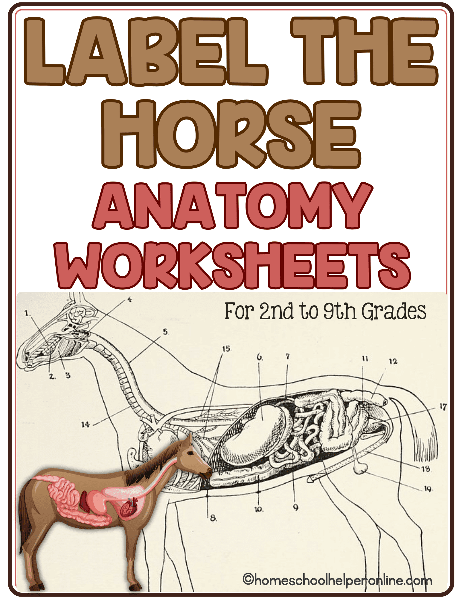 printable horse anatomy worksheets