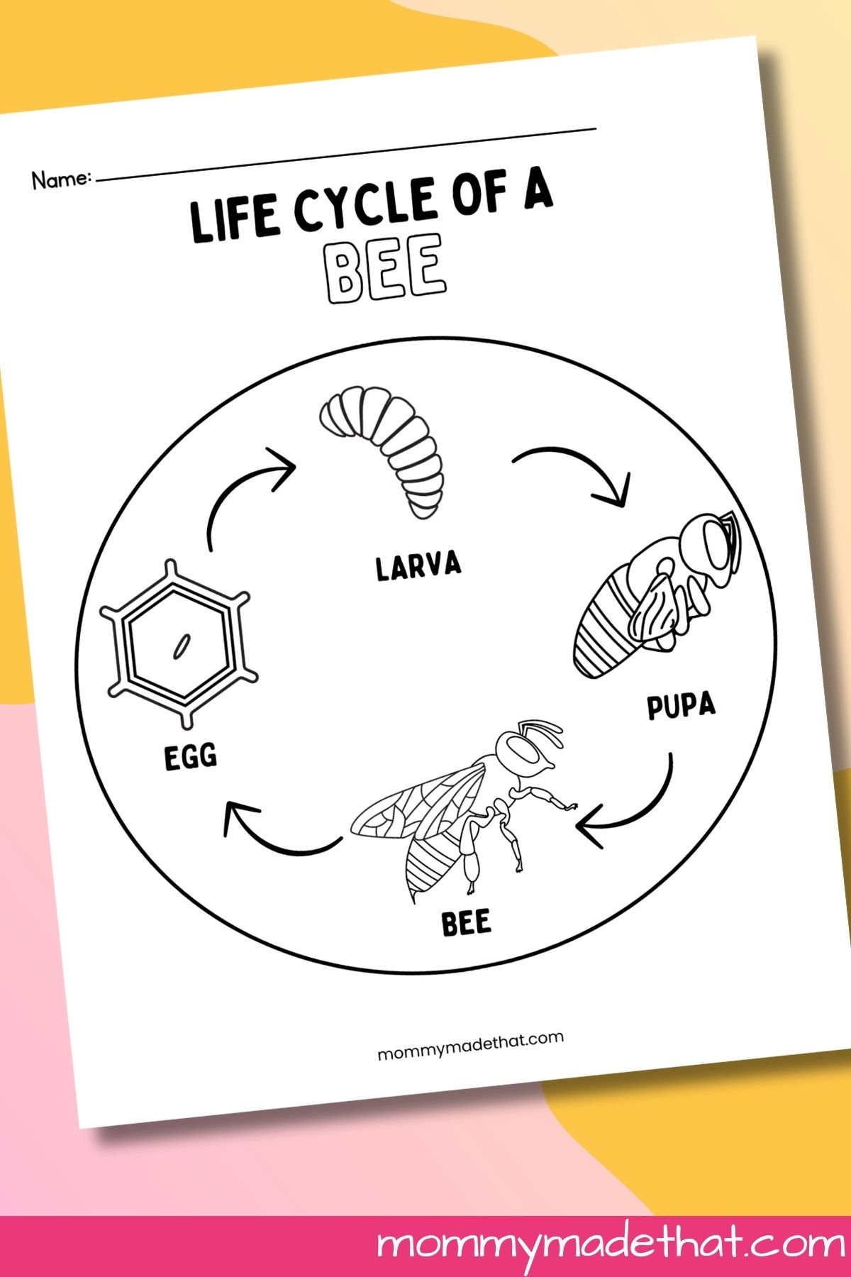 Life Cycle Of A Bee Worksheets Free Printables 