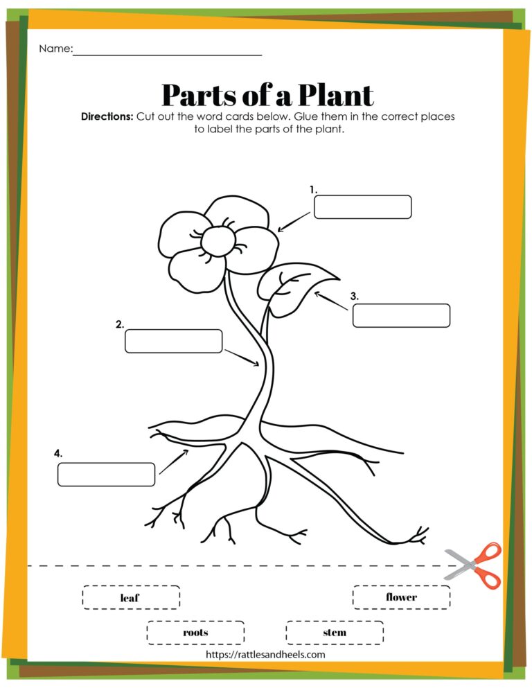 Plant Life Cycle Worksheets Free Printables For Kids