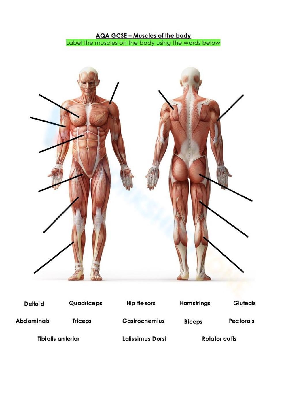 Printable Grade 8 Muscular System Worksheets