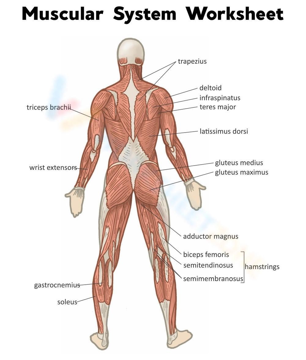 Printable Grade 9 Muscular System Worksheets