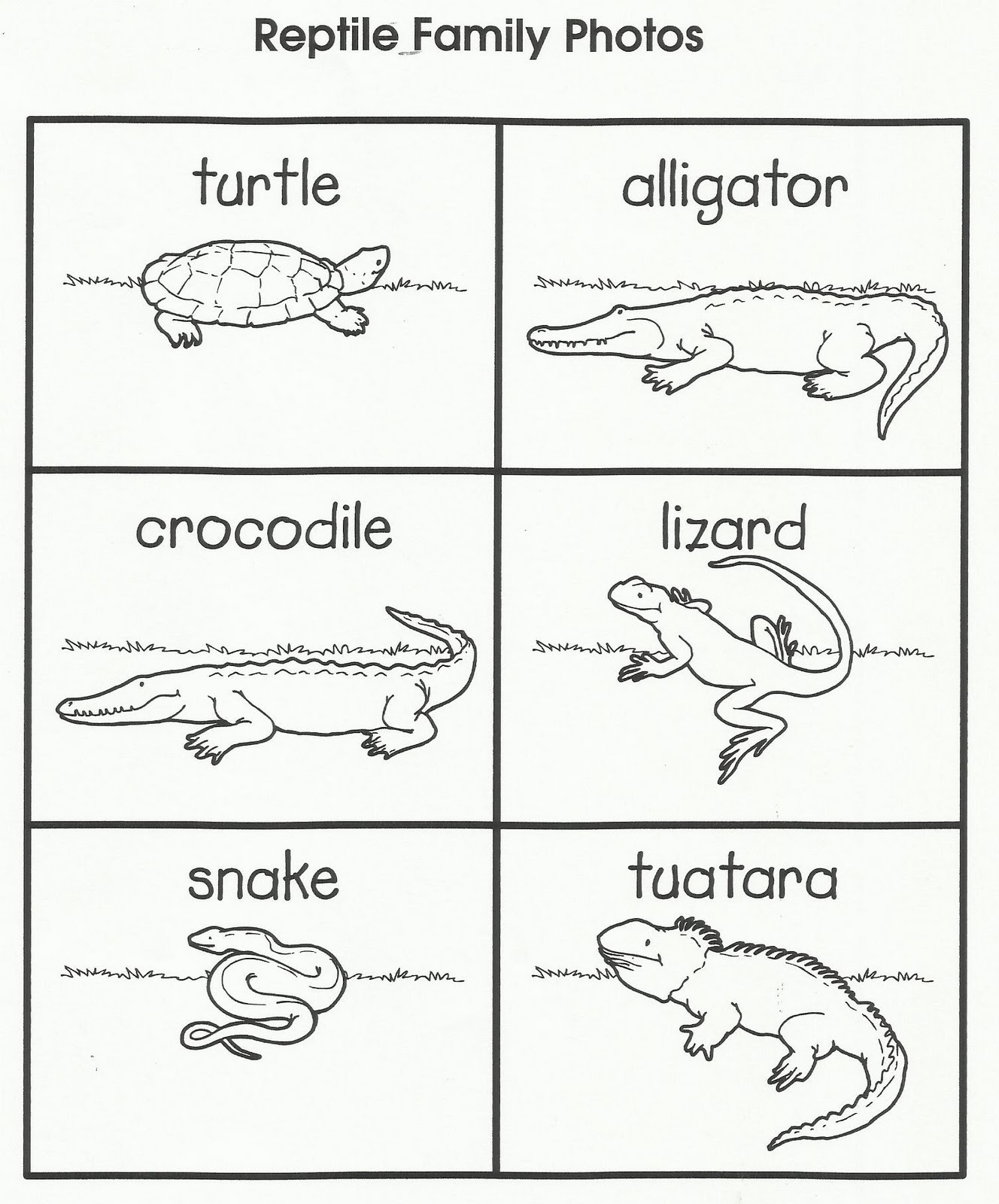 free printable reptile worksheets