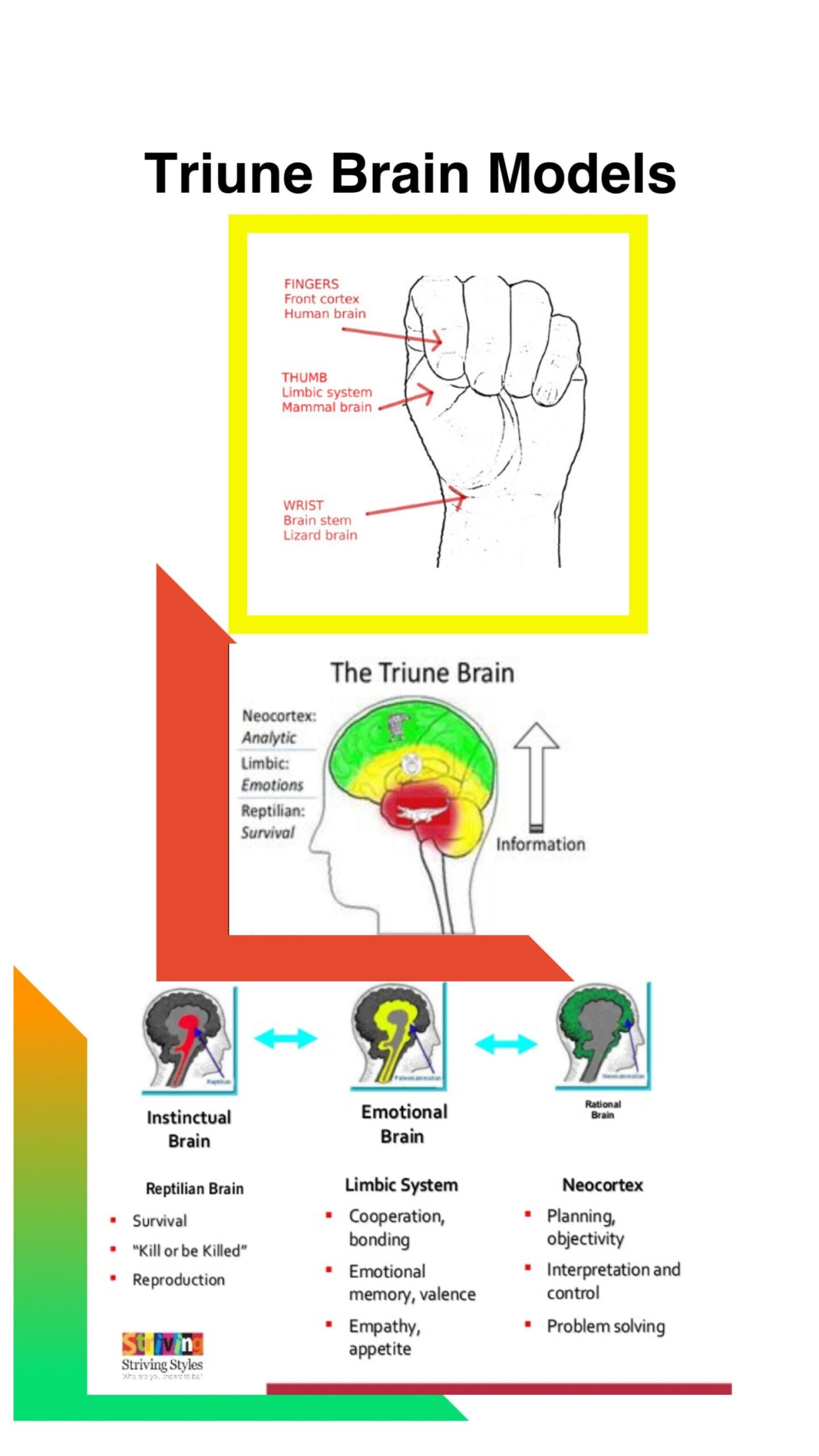 Therapy Brain Brain Worksheet Mental Health Therapy Therapist Brain Art Brain Model Trauma Trauma Nurse Traumatic Brain Injury Etsy Hong Kong