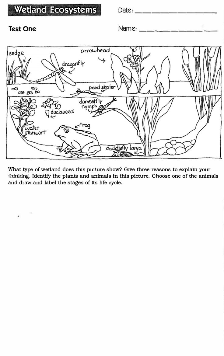 Wetlands Test 1