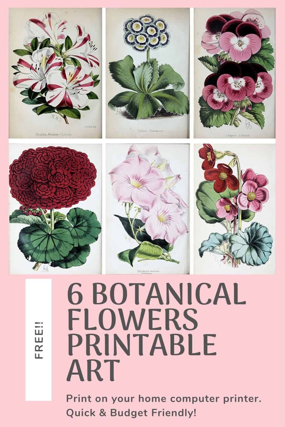 Set Of 6 Free Printable Botanical Flowers Art Prints Harbour Breeze Home