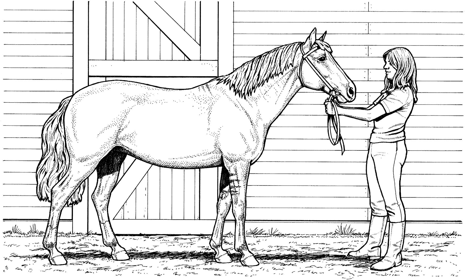 coloring pages of horses printable